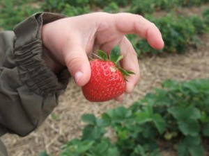 Erdbeeren in der Hand