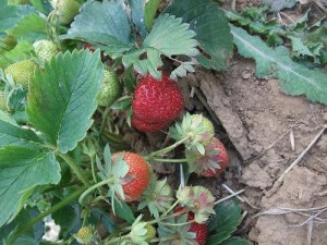 Erdbeeren am Pflänzchen