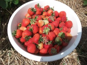 Erdbeeren in der Schüssel