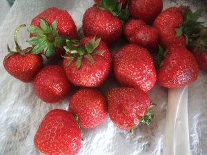 Erdbeeren