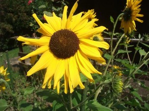 Sonnenblume