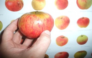Apfelvergleich